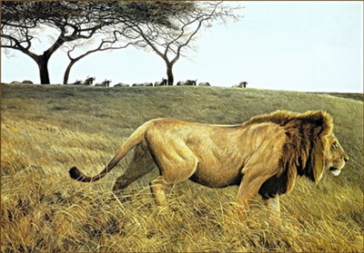 lev v savanne